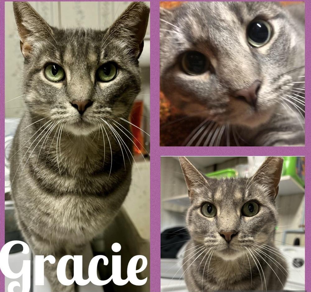 Gracie