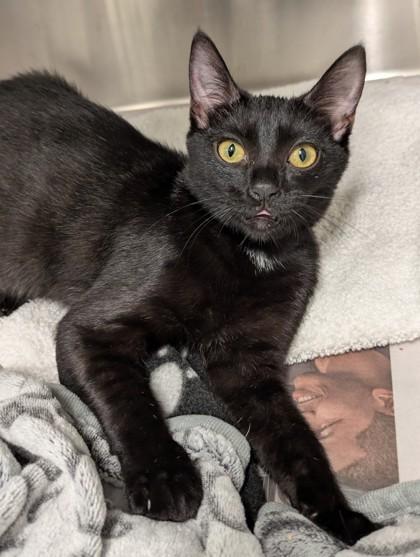 A baby medium-sized female Domestic Short Hair cat named Dine for adoption in Atlanta, GA