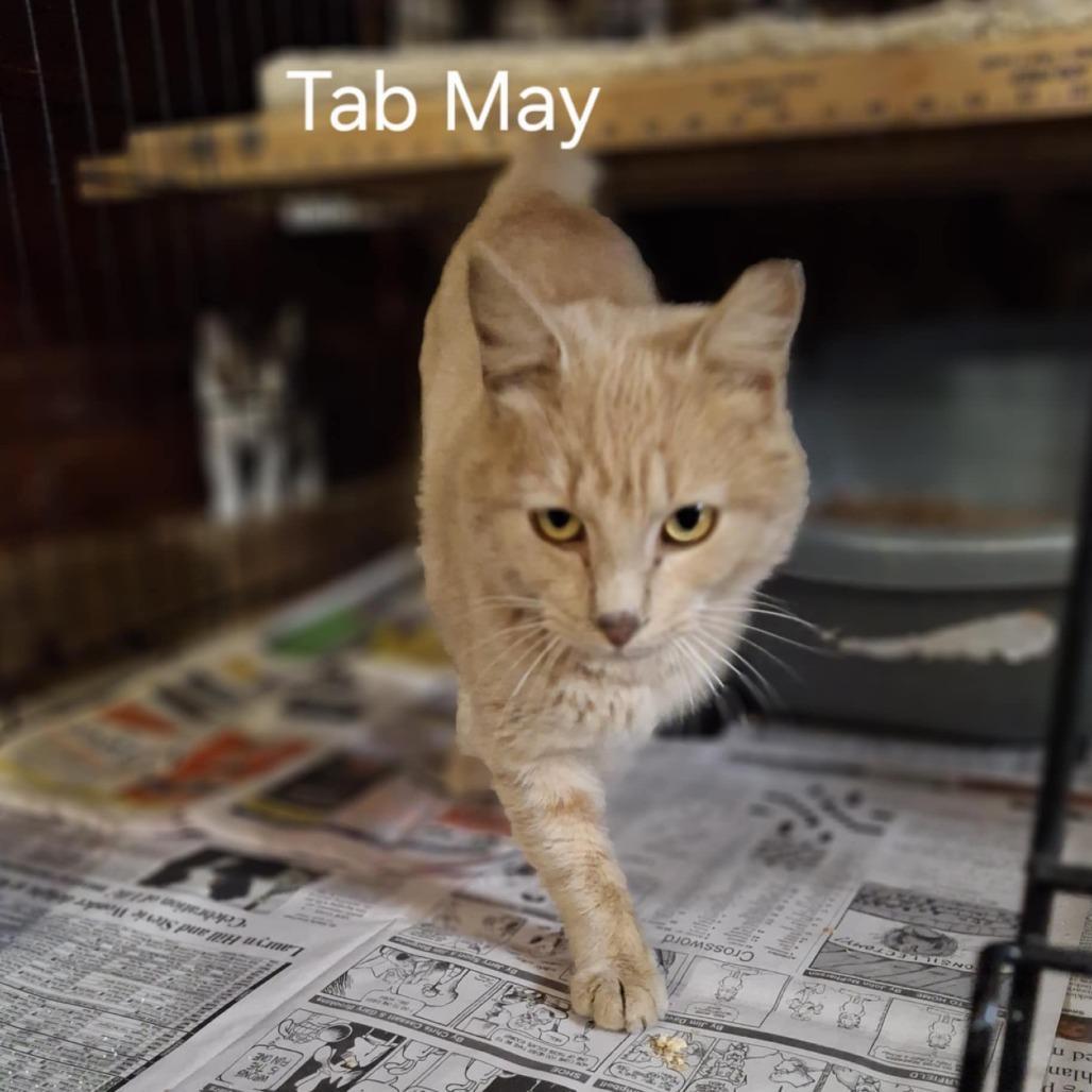 Tab May