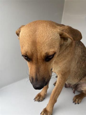 A young large-sized female Labrador Retriever dog named Lexus for adoption in Houston, TX