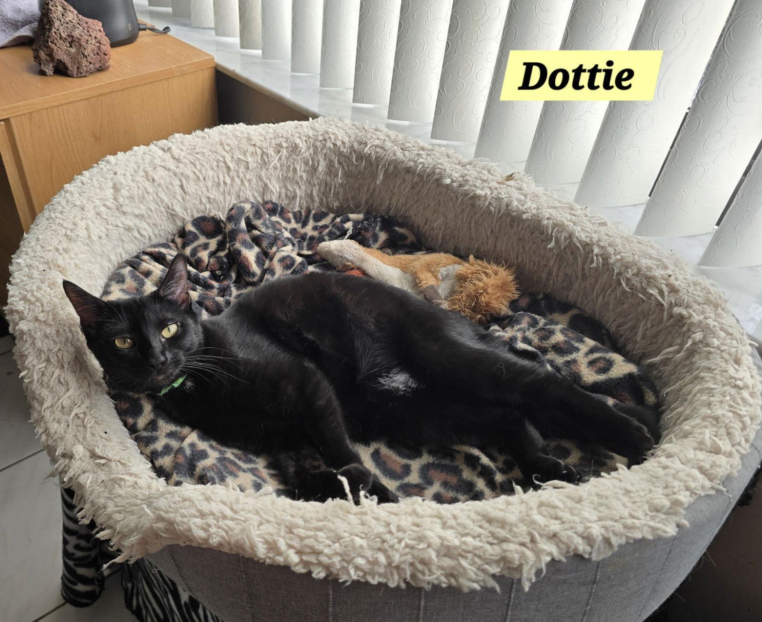 Dottie
