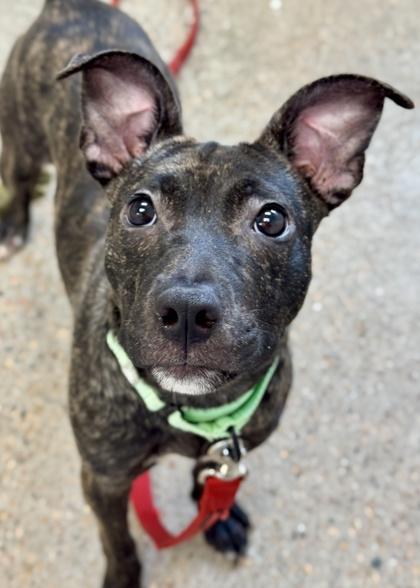A young small-sized female Mixed Breed dog named Little Mama for adoption in Madison, NJ