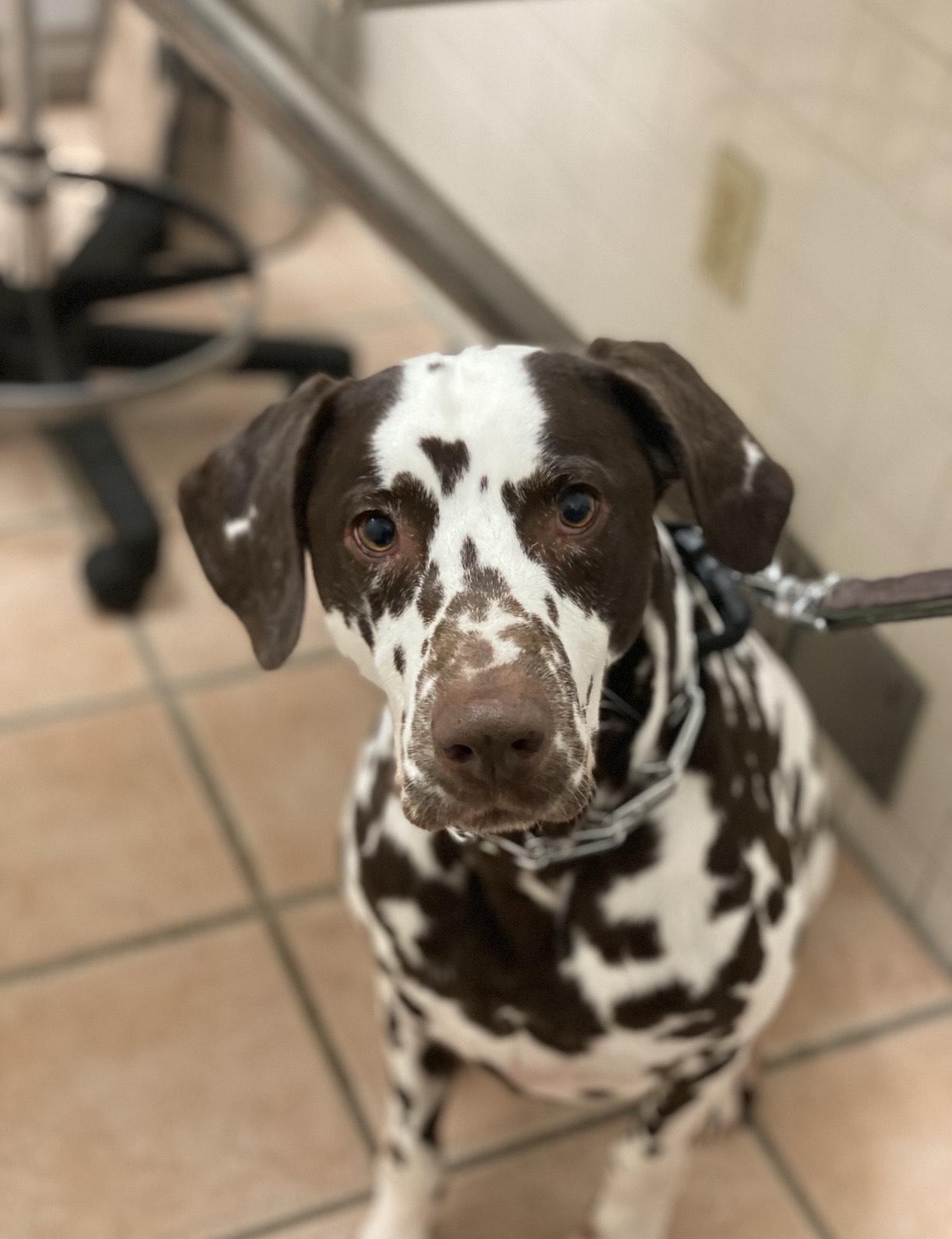 An adult medium-sized male White / Cream Dalmatian dog named Riograntville Ga for adoption in San Diego, CA
