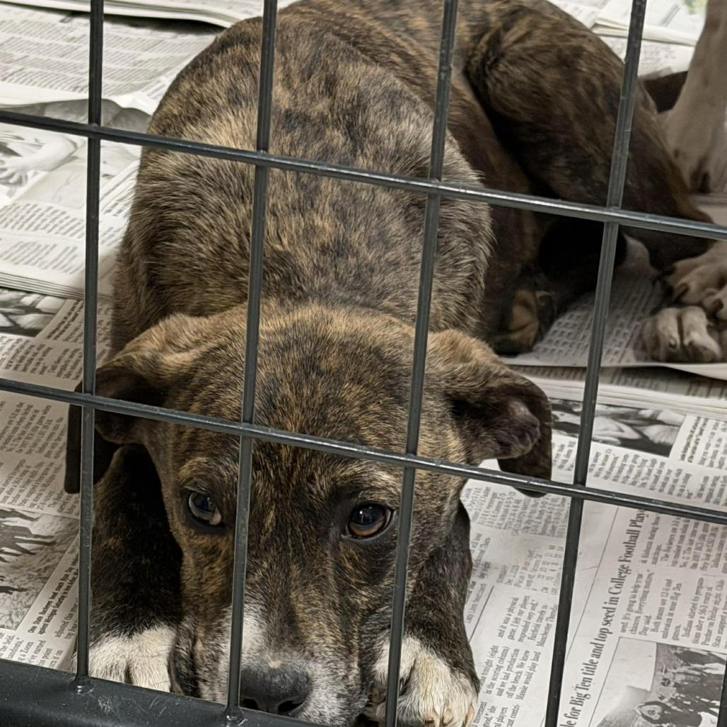 Cereal Puppy: Cheerios