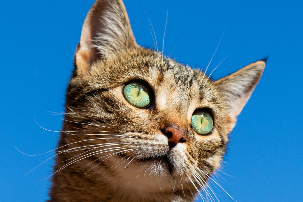 Holistic Pet Parents