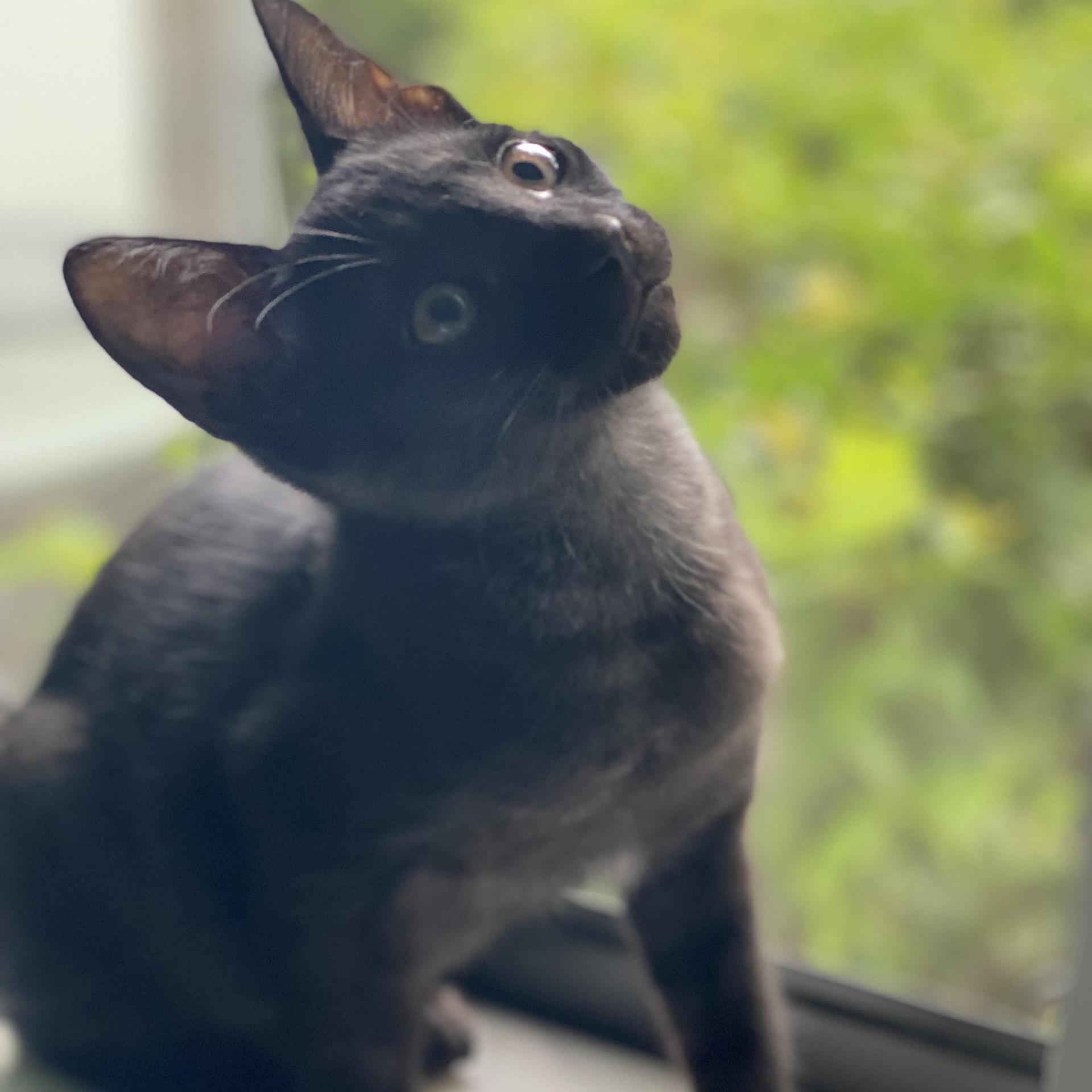 A baby small-sized male Black Domestic Short Hair cat named Diesel for adoption in Miami, FL