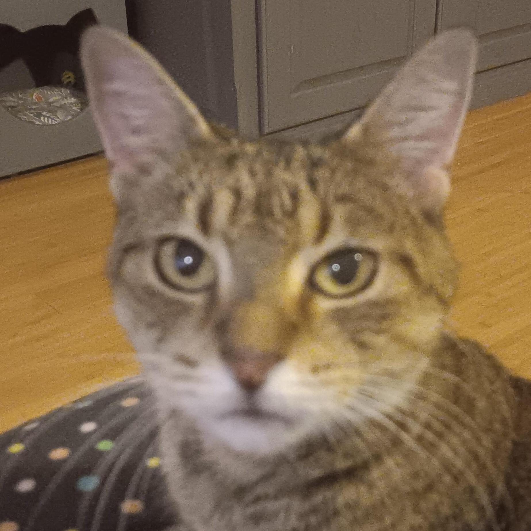 A young medium-sized female Brown / Chocolate Tabby cat named Martha for adoption in Bloomfield, NJ
