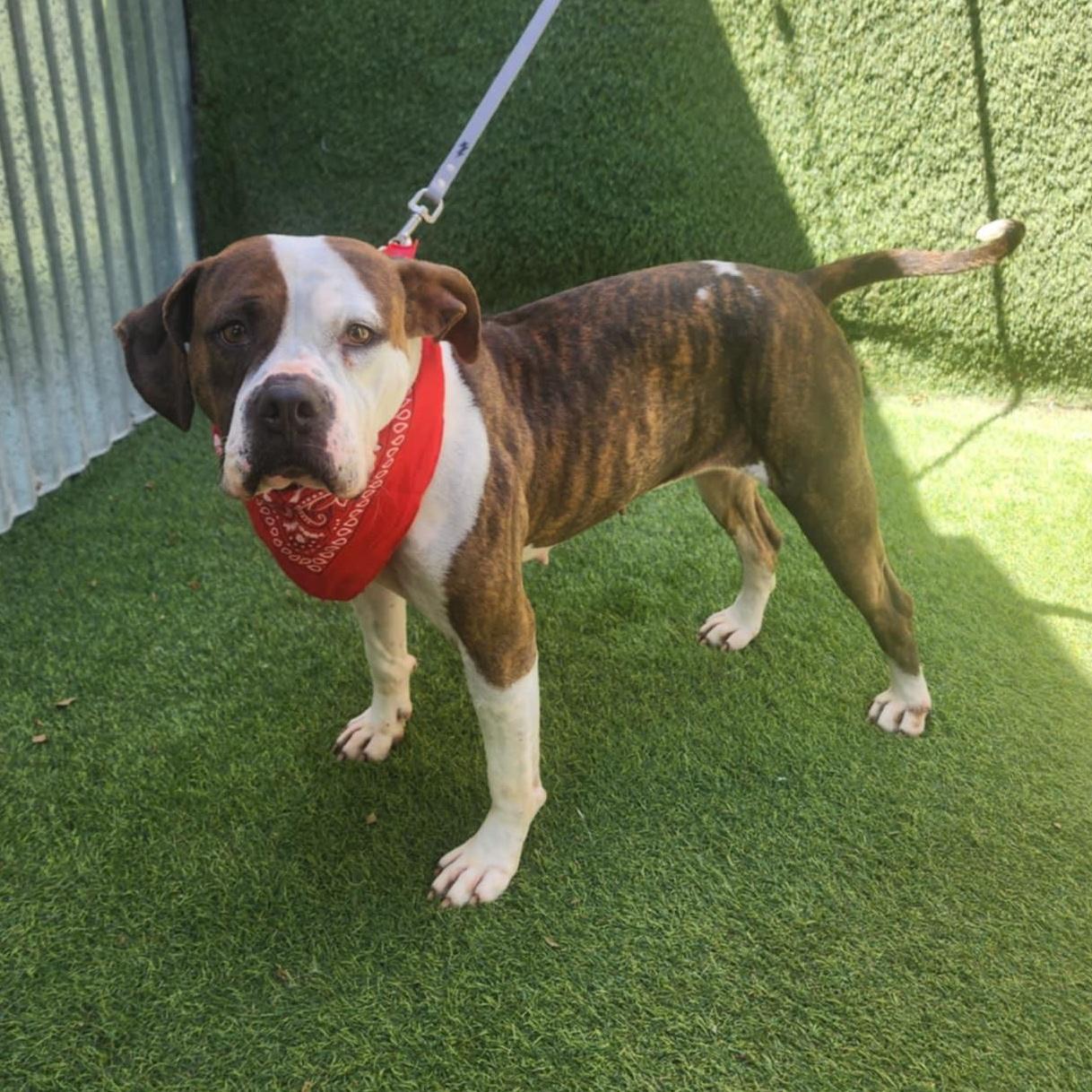 An adult medium-sized female Bicolor Boxer dog named Kiara for adoption in Oak Point, TX