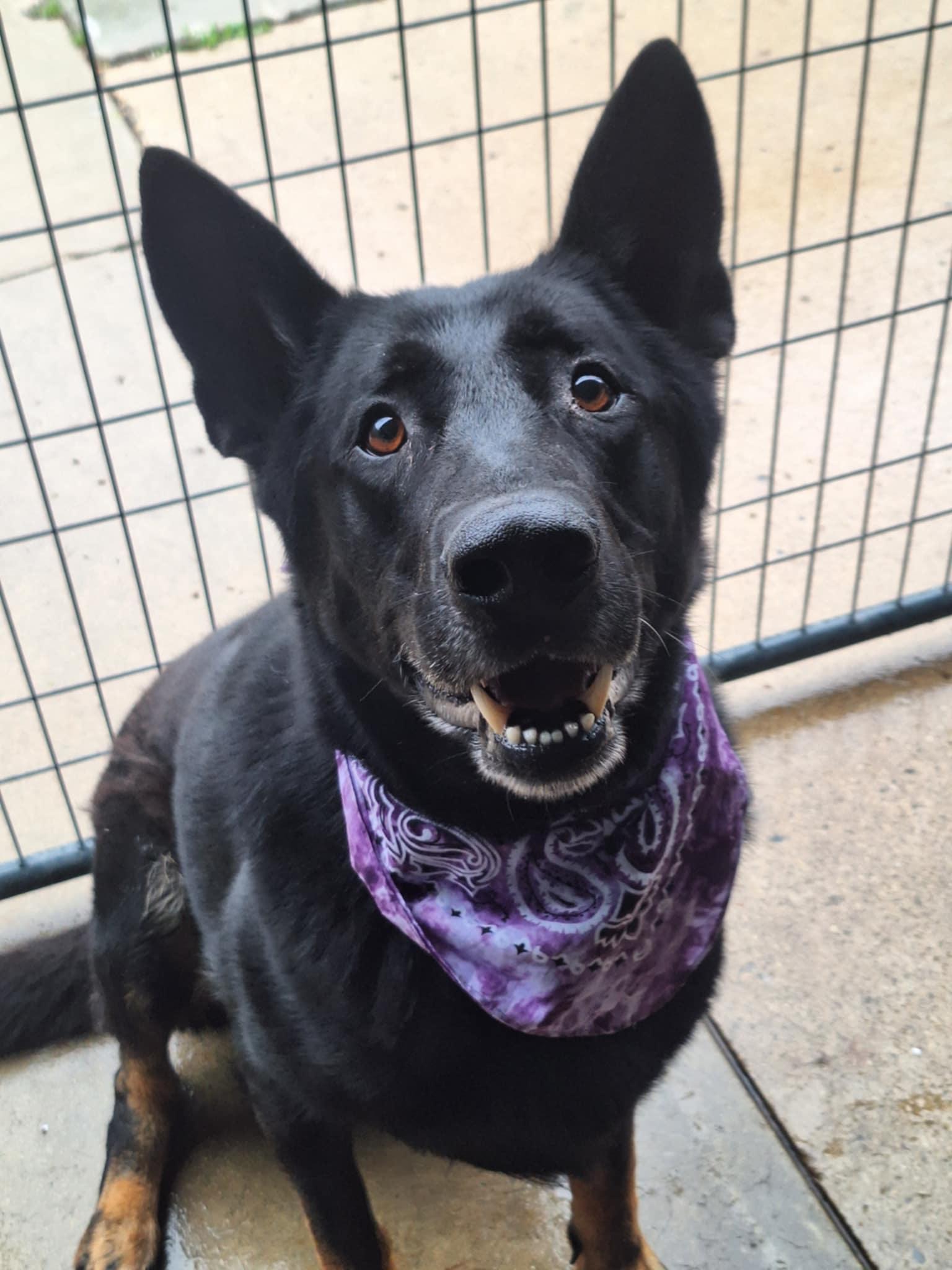 An adult large-sized male Black German Shepherd Dog dog named Luka for adoption in Anderson, IN