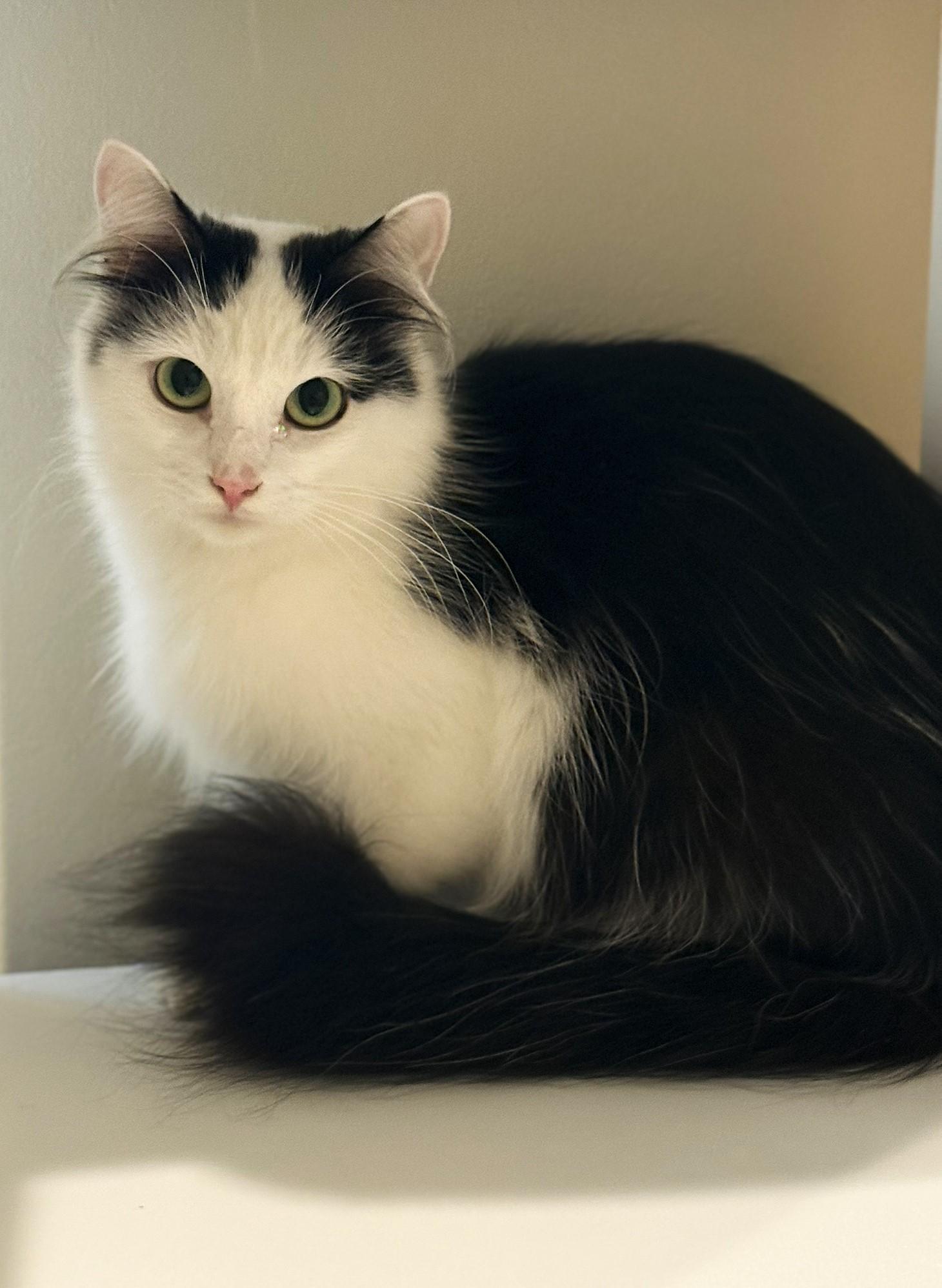 Katey @ Canton Petsmart