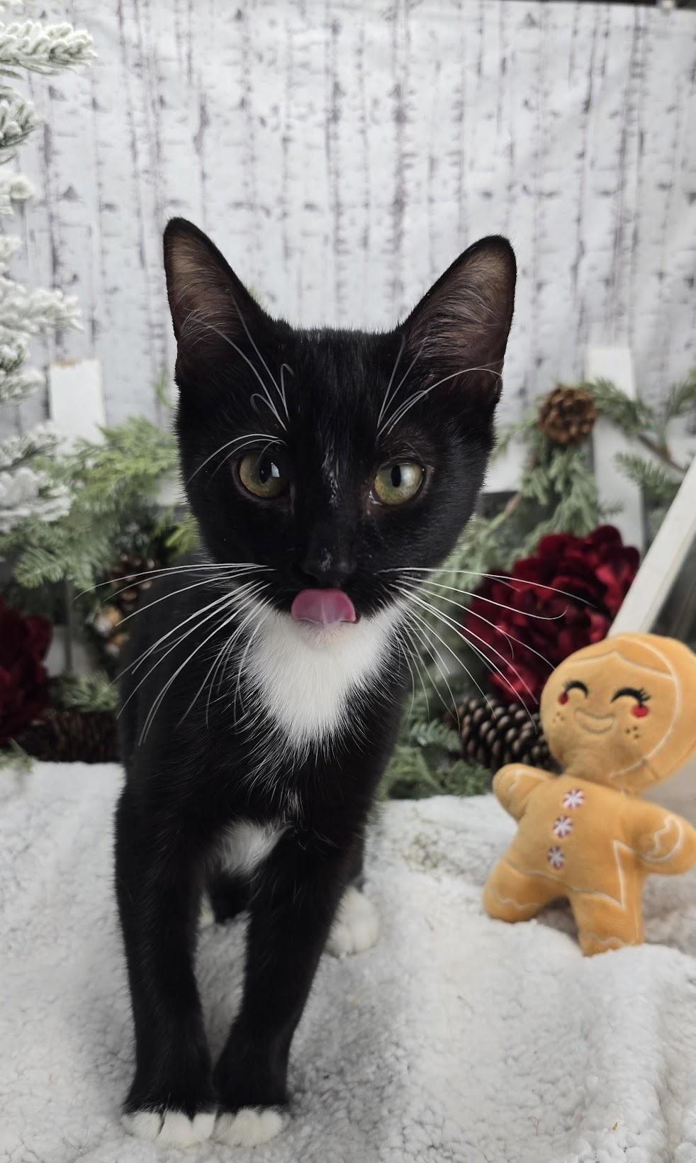 A baby small-sized male Black & White / Tuxedo Domestic Short Hair cat named Kash for adoption in Ocean Springs, MS