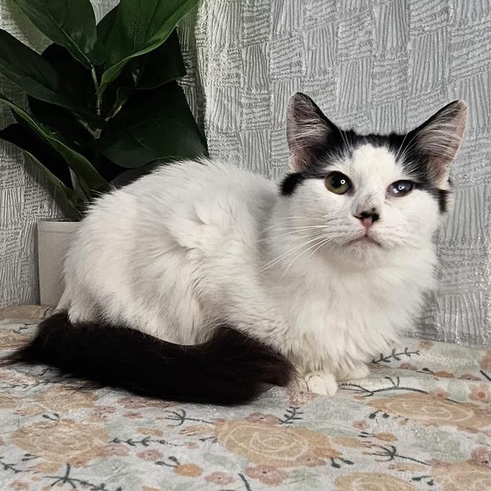 A young medium-sized male Black & White / Tuxedo Domestic Long Hair cat named Domino for adoption in Long Beach, MS