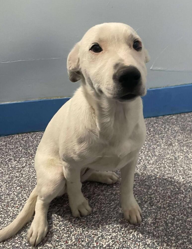 Hannah's Harper Aka Eevee