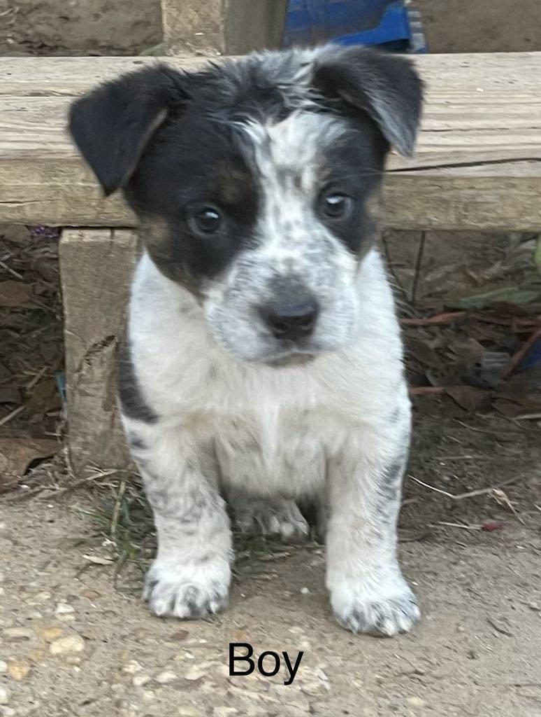 A baby small-sized male Australian Cattle Dog / Blue Heeler dog named Rudy for adoption in Bradenton, FL