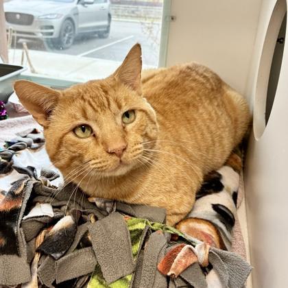 An adult small-sized male Domestic Short Hair cat named Caboodle for adoption in Wheaton, IL