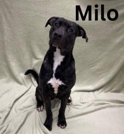 Milo