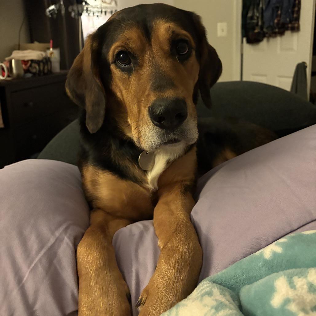 An adult large-sized female Yellow / Tan / Blond / Fawn Mixed Breed dog named Roxanne for adoption in Alexandria, VA