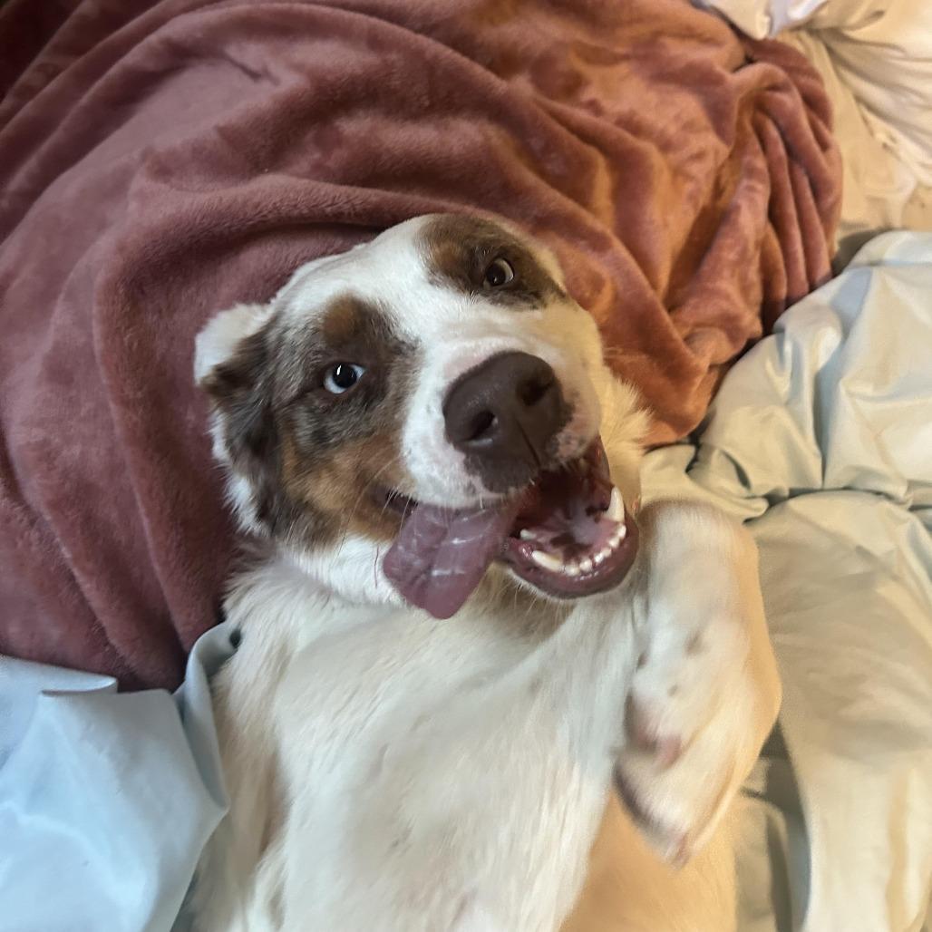 An adult medium-sized female White / Cream Australian Shepherd dog named Sophie for adoption in Flagstaff, AZ