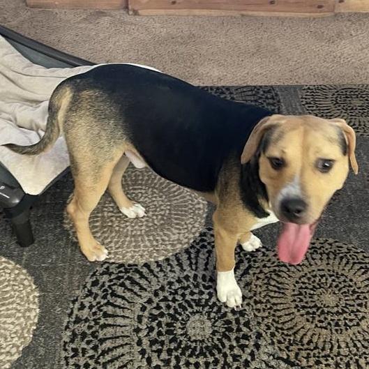 A young medium-sized male Beagle dog named Diego for adoption in Spring, TX