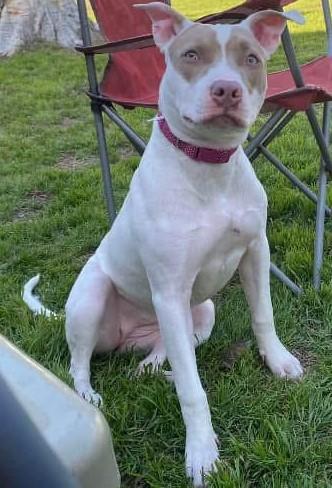 An adult large-sized female American Staffordshire Terrier dog named Luna for adoption in San Antonio, TX