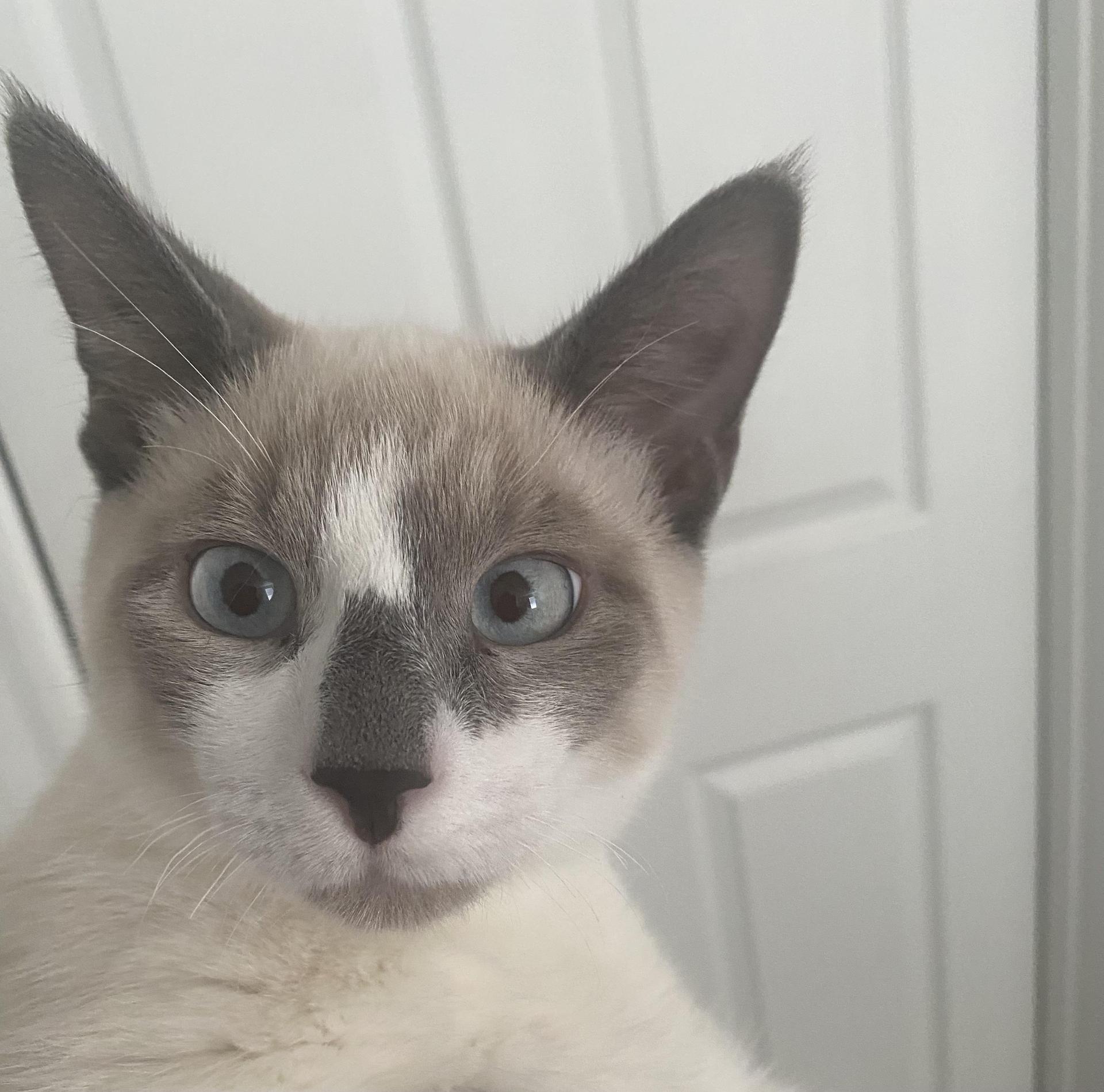 A young medium-sized male Cream / Ivory Snowshoe cat named Sanji for adoption in Humble, TX