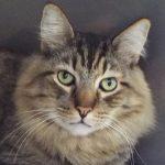 Bentleyhandsome Gent Comes With