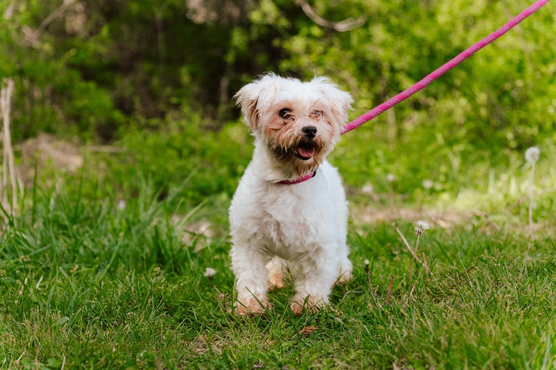 An adult small-sized female White / Cream Maltese dog named Diem Transport for adoption in Gradyville, KY