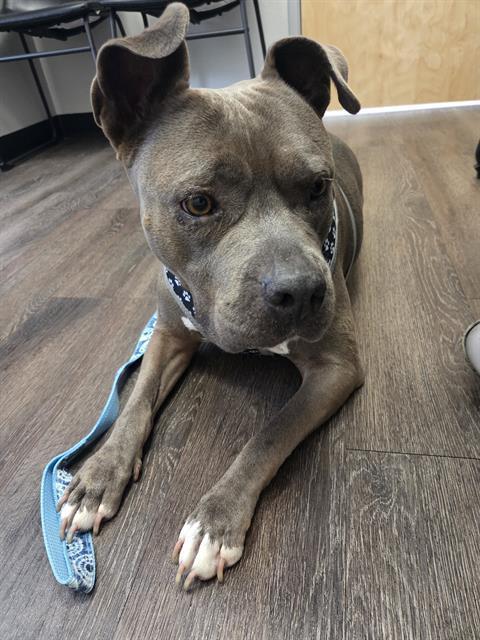 An adult large-sized female American Staffordshire Terrier dog named Harley for adoption in San Antonio, TX