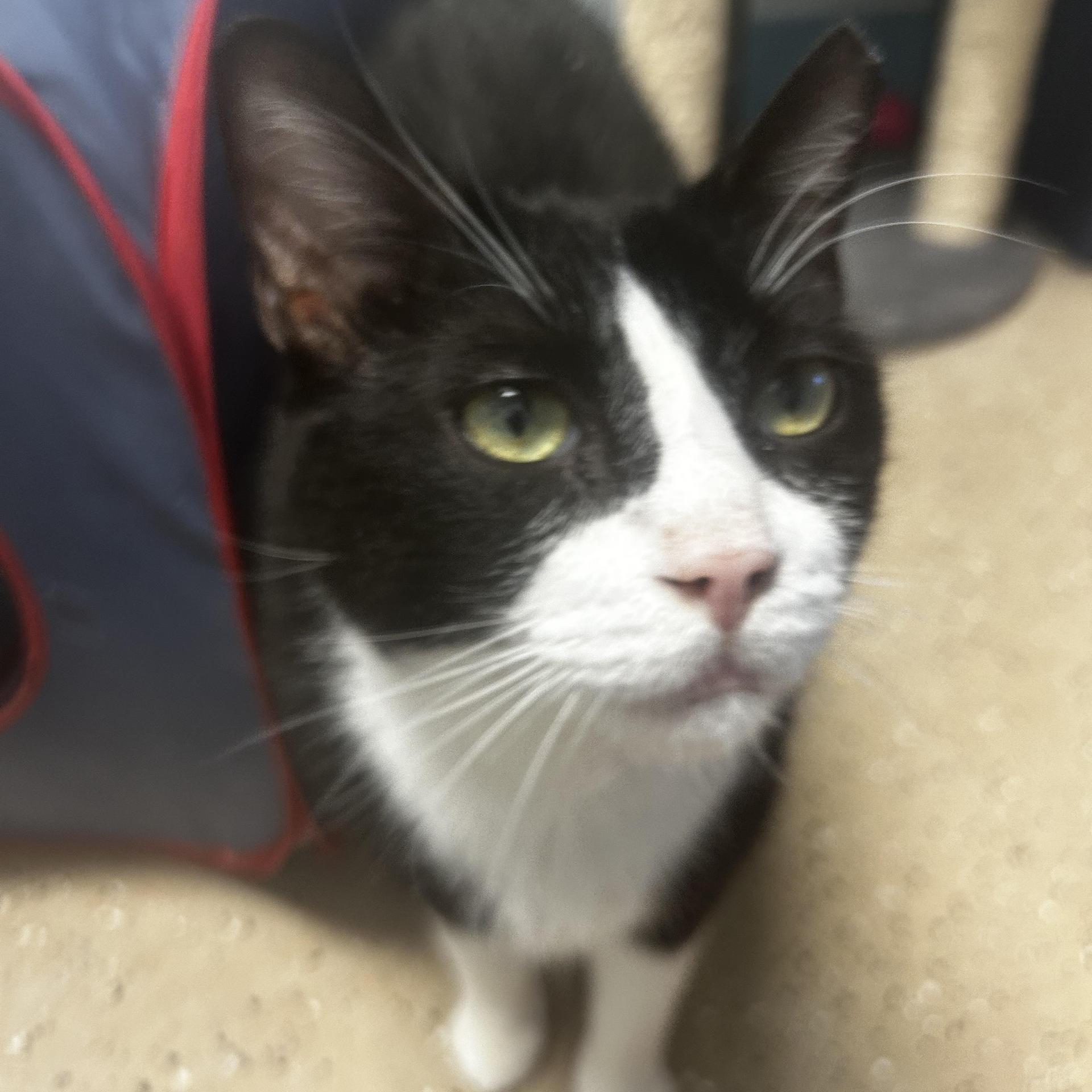 An adult large-sized male Black & White / Tuxedo Domestic Short Hair cat named Sonic Chow Hound for adoption in Grand Rapids, MI