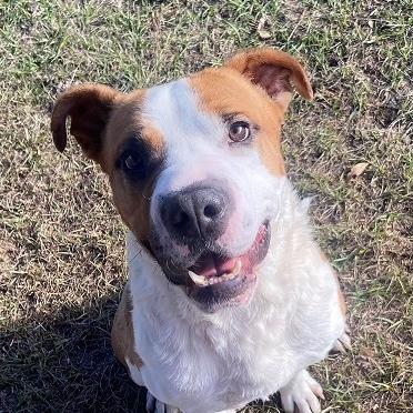 An adult large-sized male Brown / Chocolate American Staffordshire Terrier dog named Micah for adoption in Manning, SC
