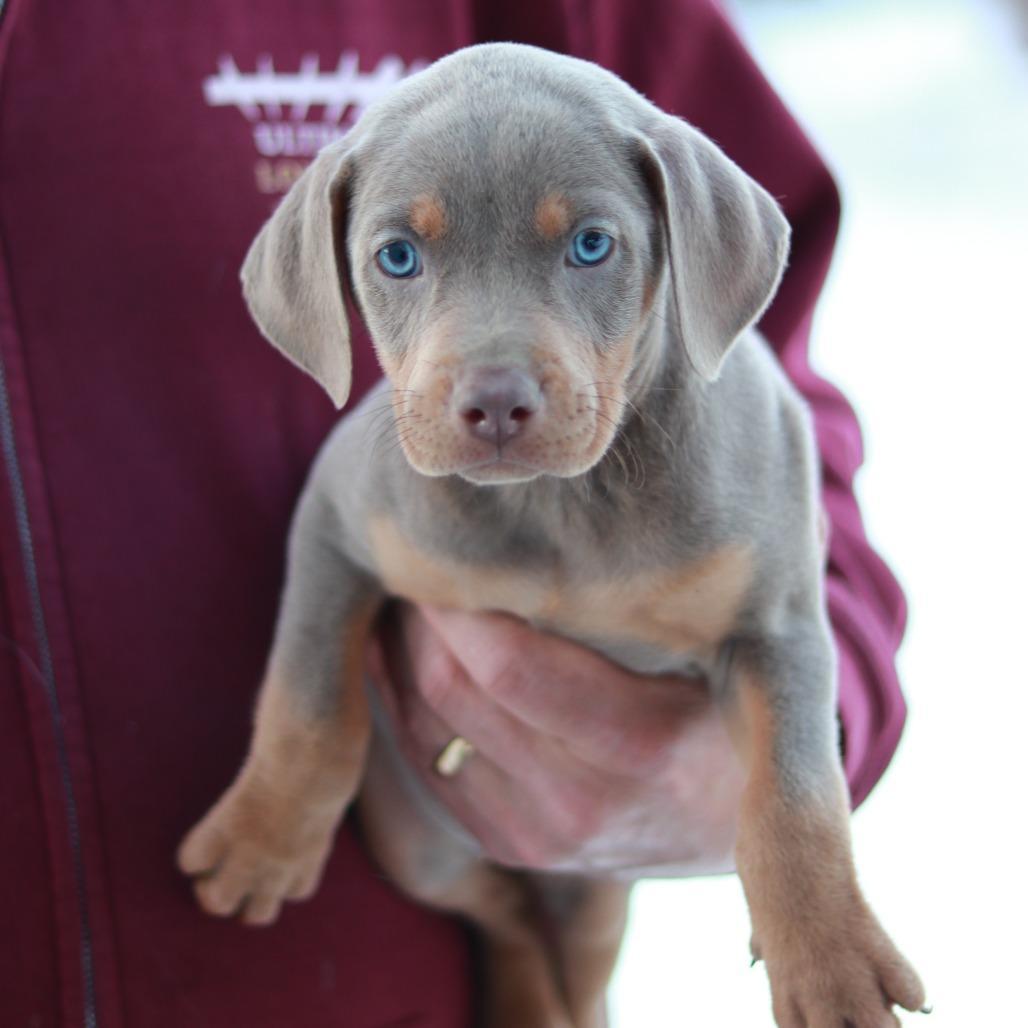 Ct Donut Avail March