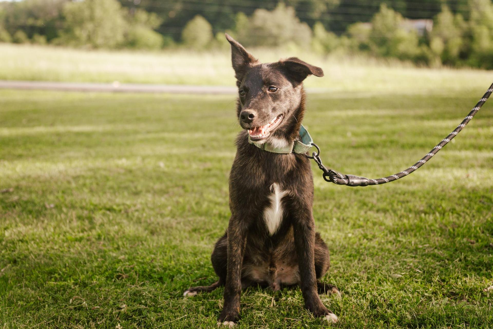 A young medium-sized male Black Labrador Retriever dog named Ender Transport for adoption in Gradyville, KY