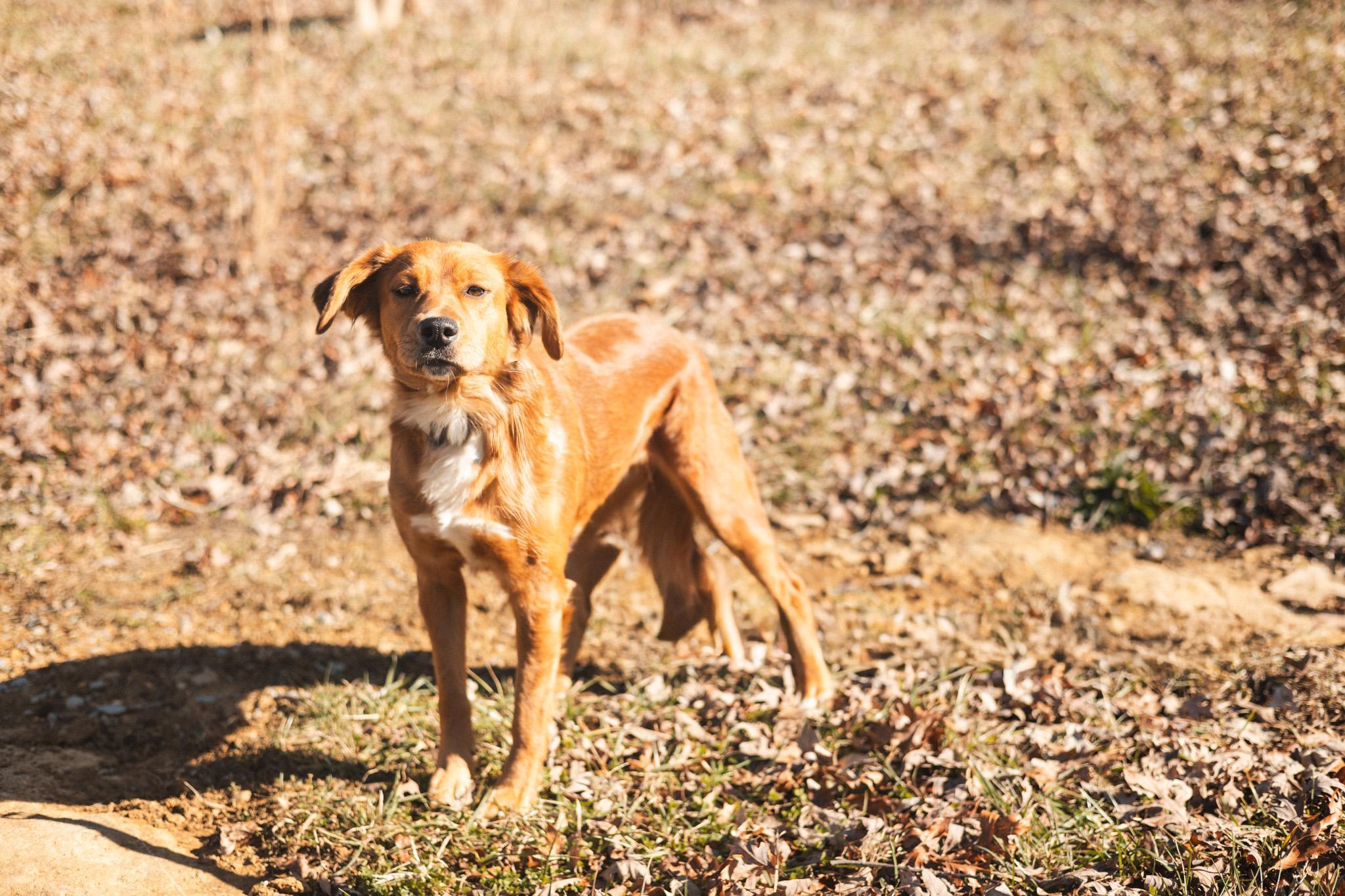 Scarlet Rose Transport
