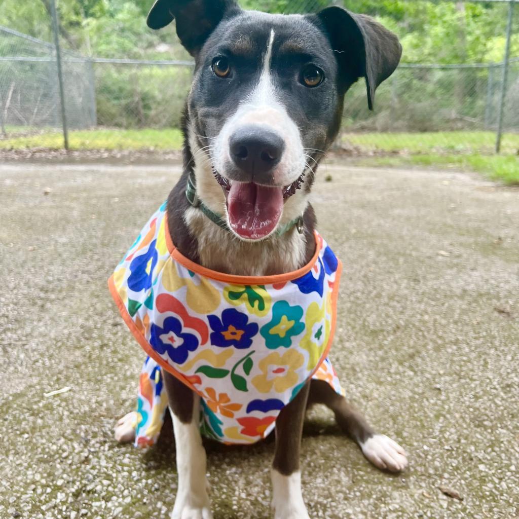 Queen Elizabark Aka Queenie