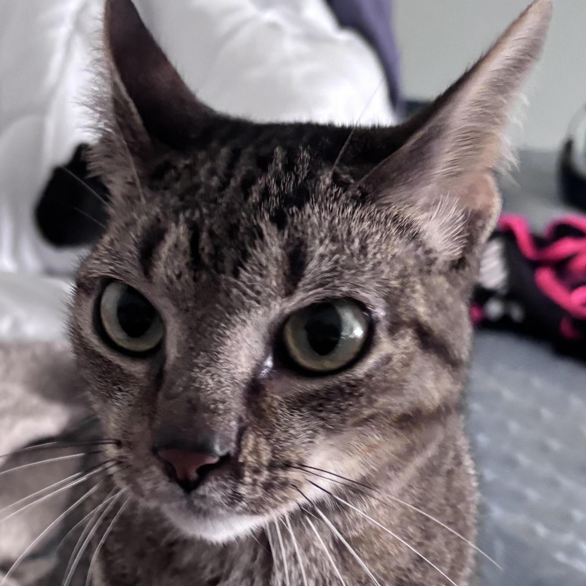A young medium-sized male Domestic Short Hair cat named Murphy for adoption in Sugar Land, TX