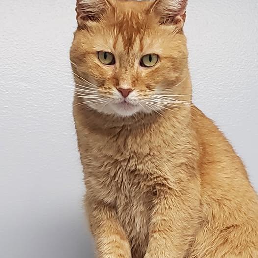 Helios Sf $pecial Fee