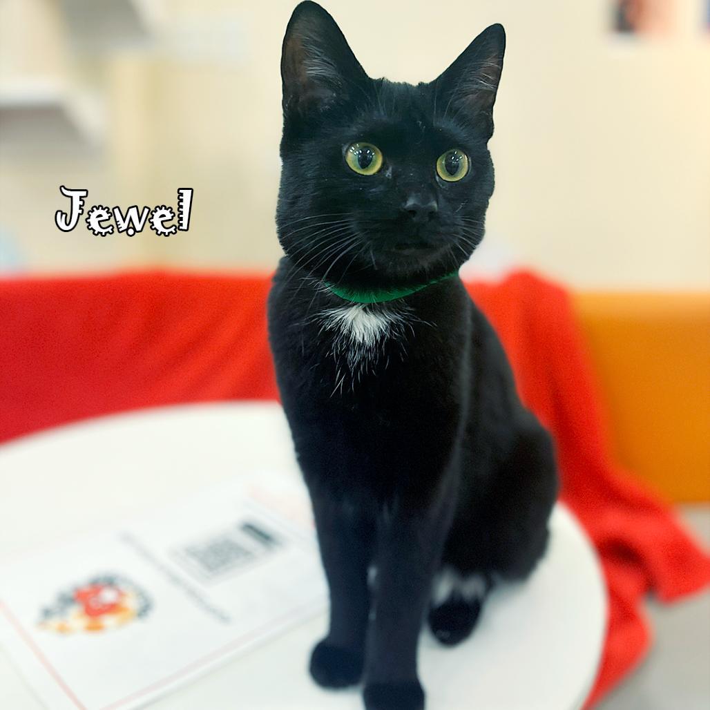 Jewel @pawz Pet Cafe