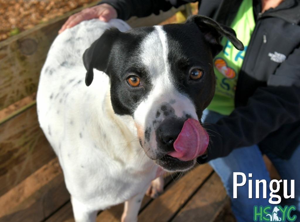 Pingu