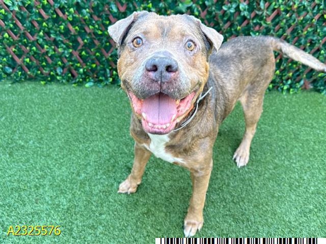 An adult large-sized male Mixed Breed dog named Randy for adoption in West Palm Beach, FL