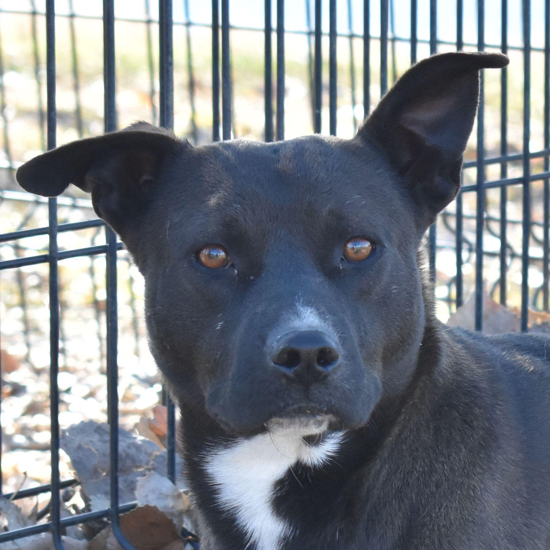 An adult medium-sized female Mixed Breed dog named Gaby for adoption in Auburn, NE