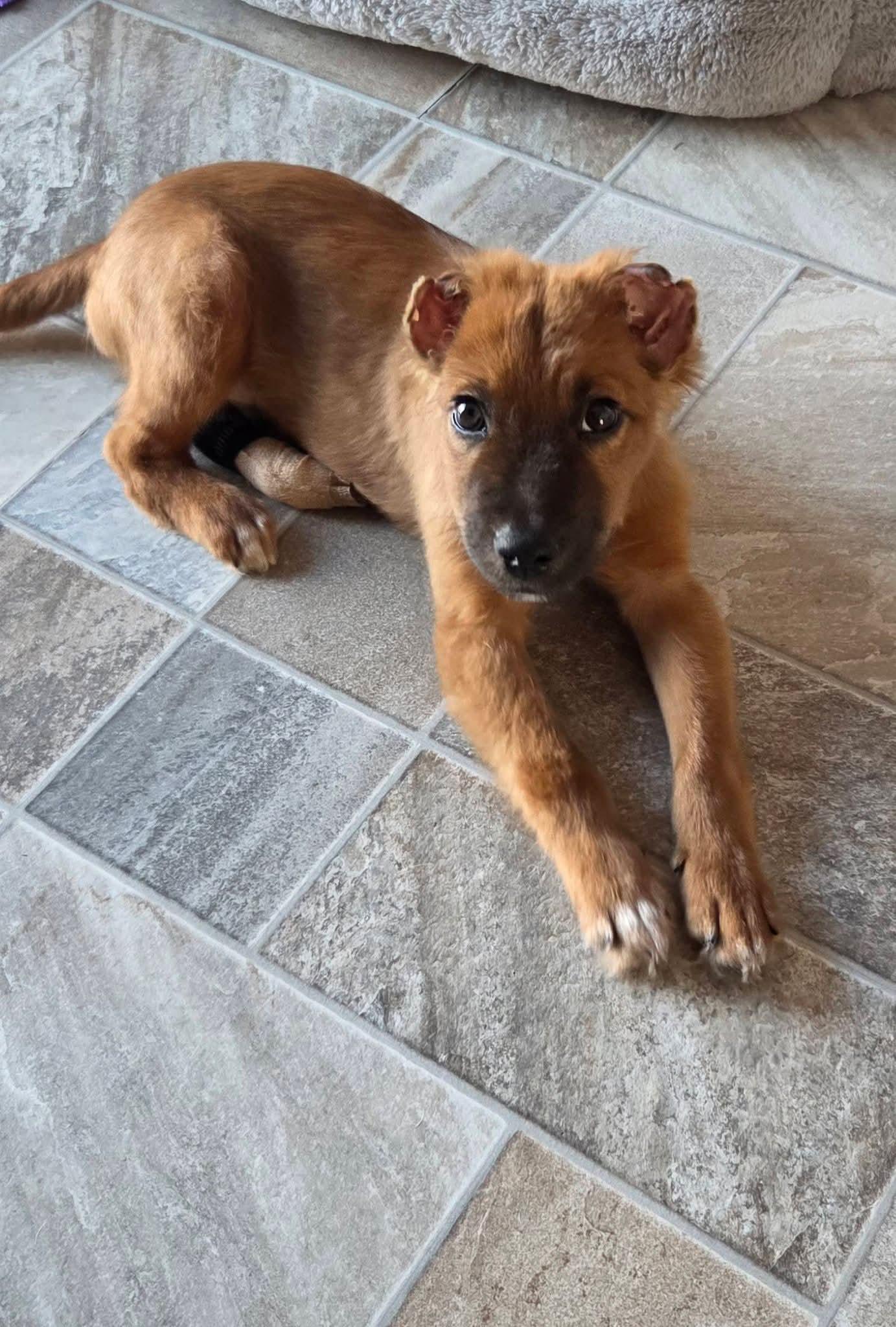 Echo The Resilient Shepherd