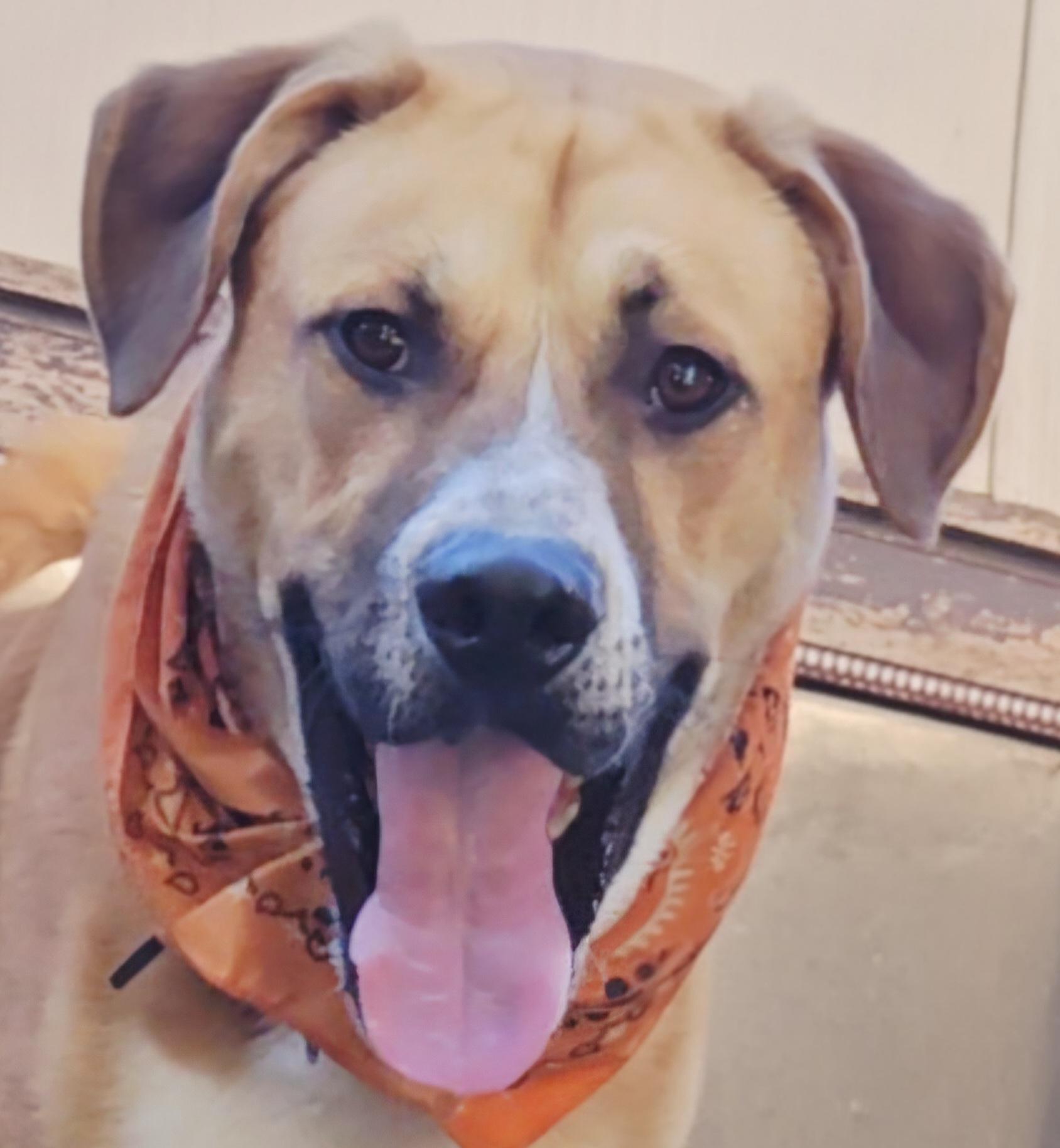 Harley Scooby Loves All