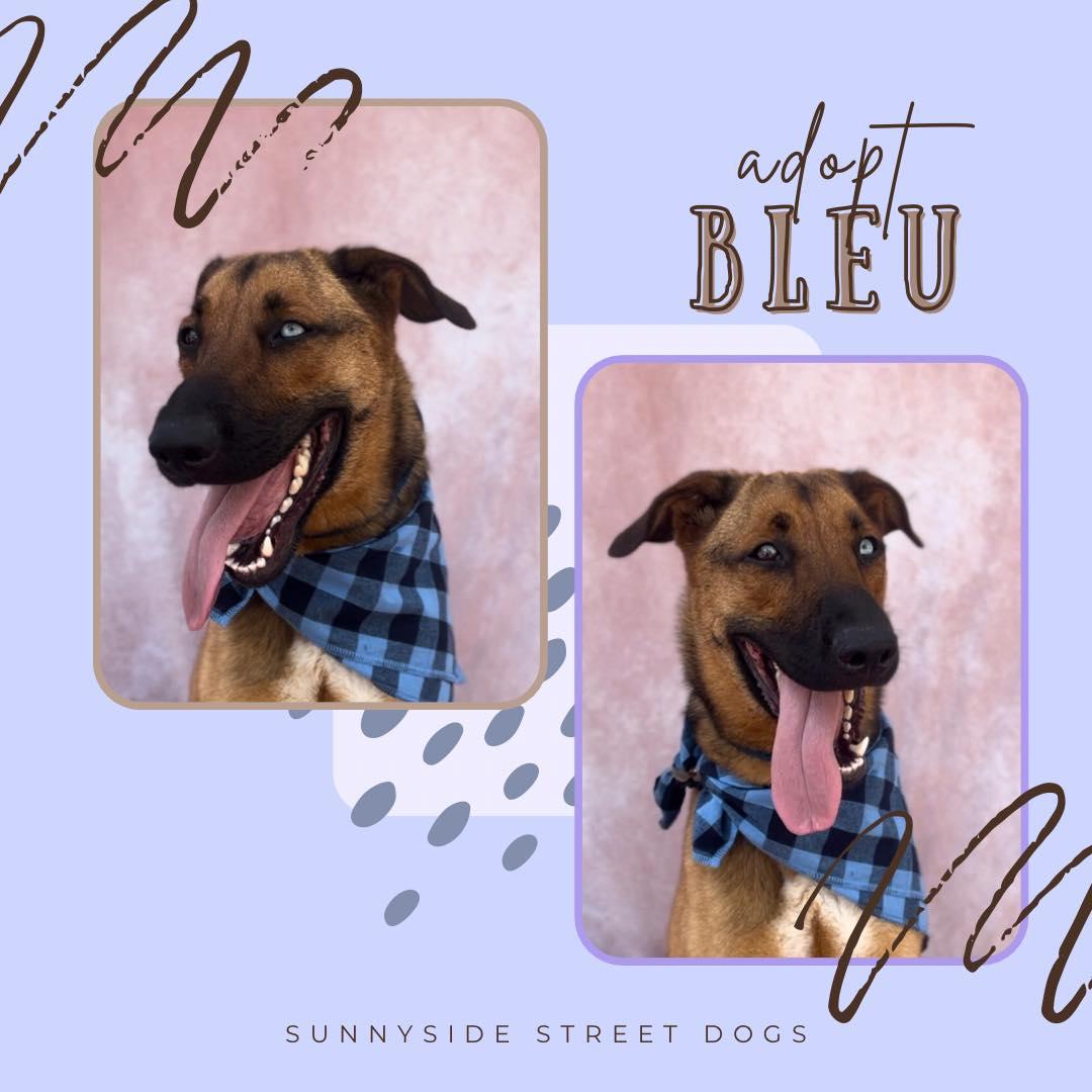 An adult medium-sized male Brown / Chocolate German Shepherd Dog dog named Bleu Moon for adoption in Houston, TX