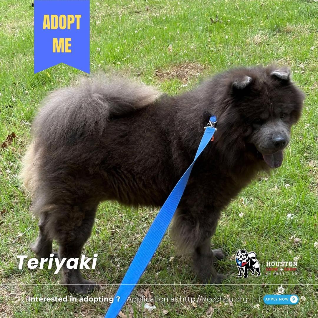 An adult large-sized male Gray / Blue / Silver Chow Chow dog named Teriyaki for adoption in Houston, TX