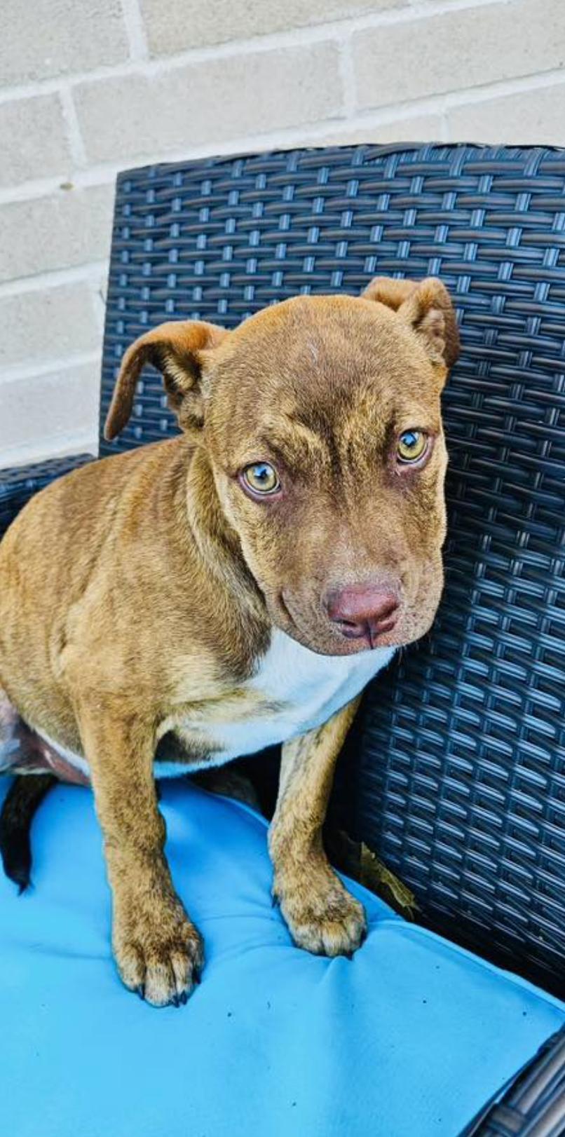 A baby medium-sized male Brindle Pit Bull Terrier dog named Parker for adoption in Allen, TX