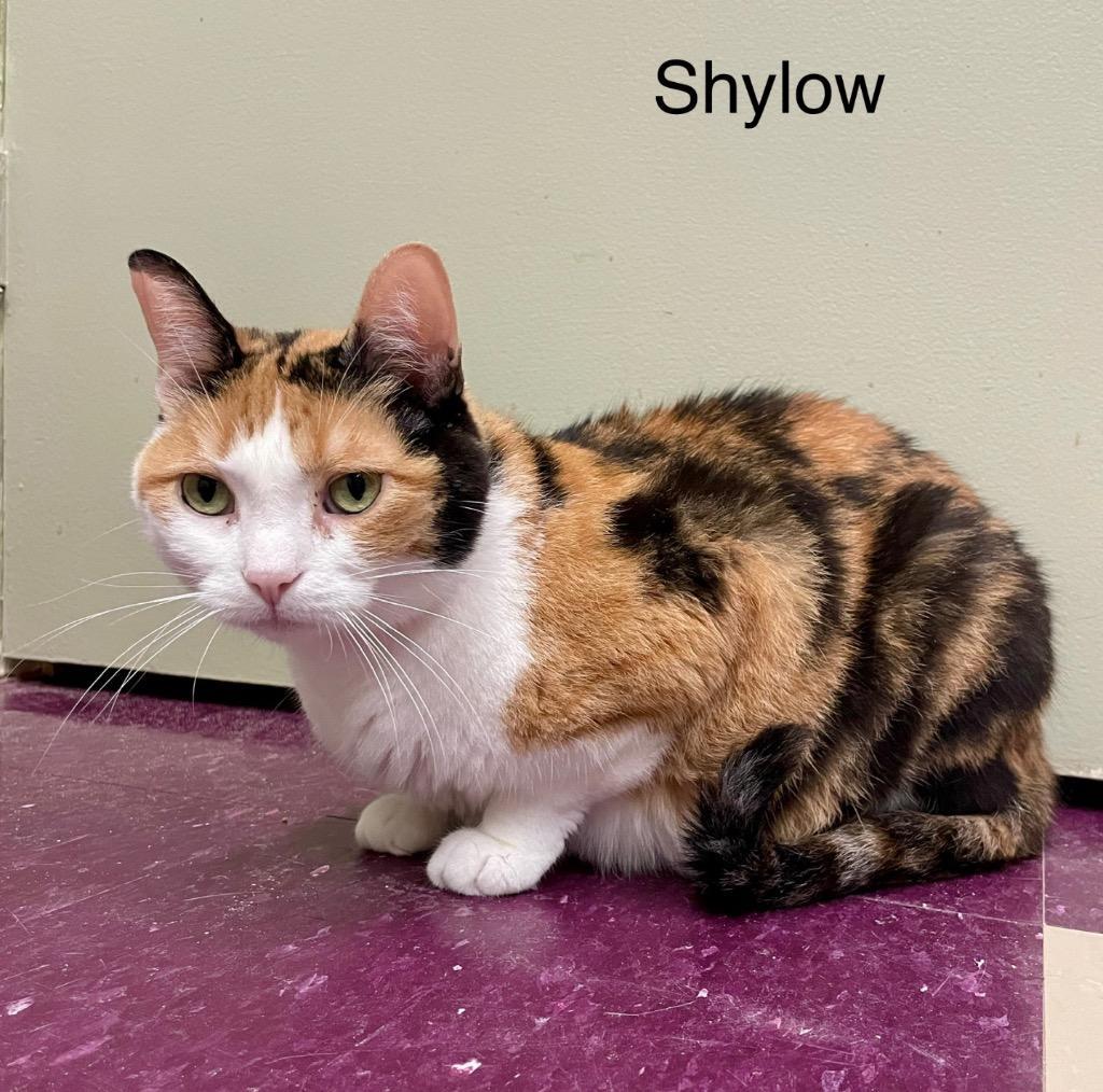Shylow