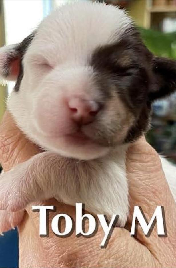 Toby