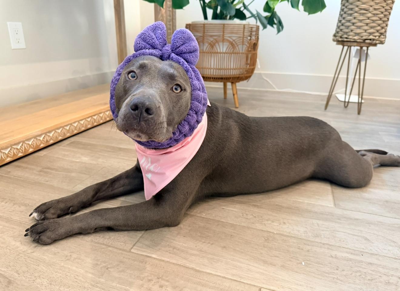 An adult medium-sized female Gray / Blue / Silver American Staffordshire Terrier dog named Sweetie Pie for adoption in Houston, TX