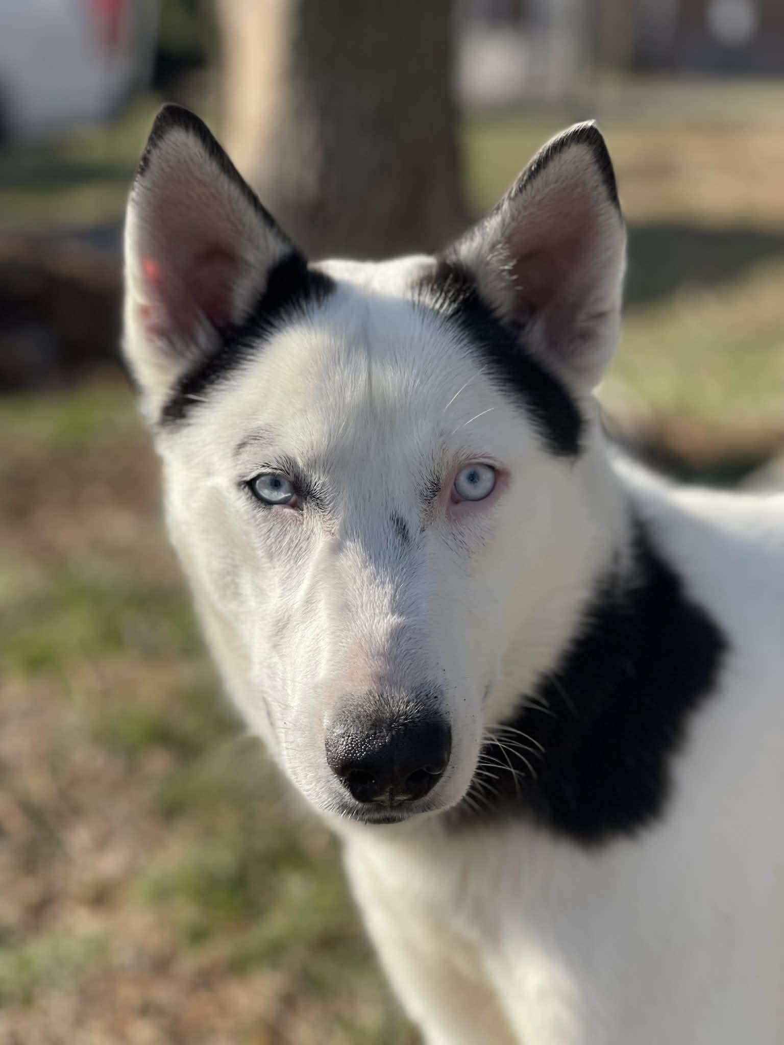 A young large-sized male White / Cream Husky dog named River for adoption in Springfield, IL