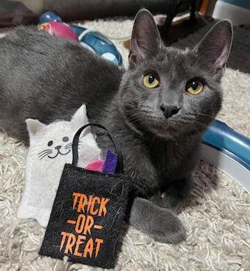 A baby medium-sized male Gray / Blue / Silver Domestic Short Hair cat named George for adoption in Akron, OH